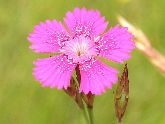 Dianthus deltoides