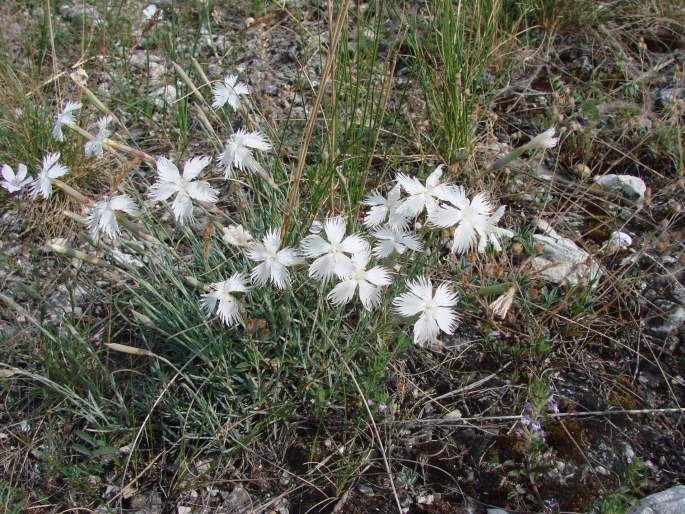 Dianthus lumnitzeri