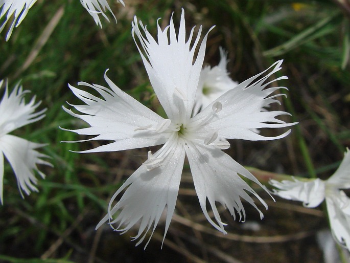 Dianthus lumnitzeri