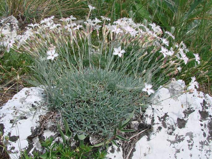 Dianthus lumnitzeri