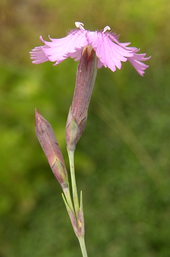 Dianthus moravicus