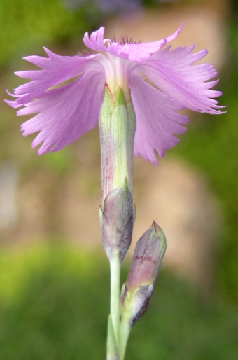 Dianthus moravicus