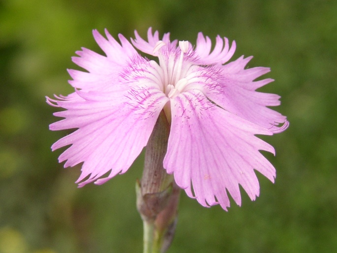 Dianthus moravicus