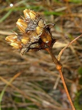 Dianthus carthusianorum sudeticus