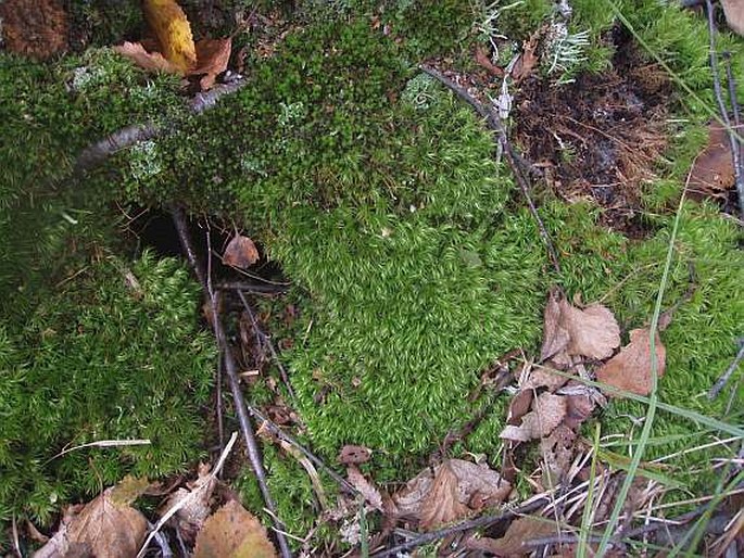 Dicranum scoparium