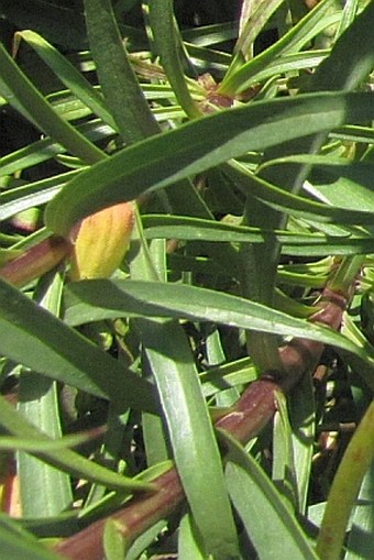 Digitalis obscura