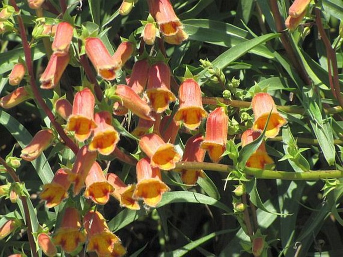 Digitalis obscura