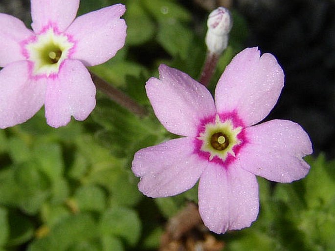 DIONYSIA INVOLUCRATA Zapriag. – dionýsie