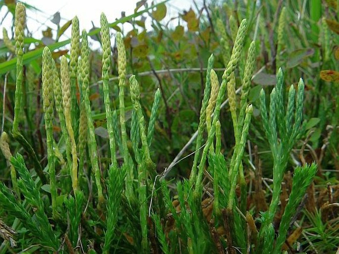 Diphasiastrum complanatum