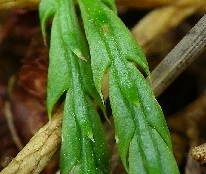 Diphasiastrum complanatum