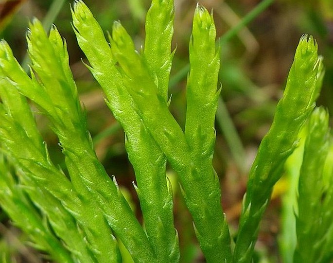 Diphasiastrum zeilleri