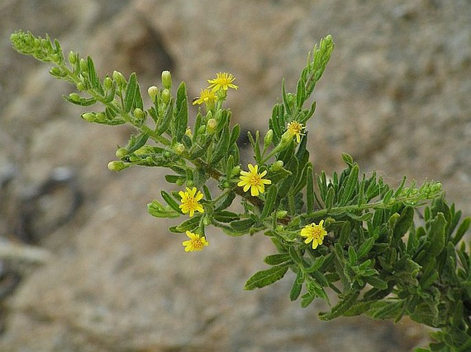 DITTRICHIA VISCOSA (L.) Greuter - ditrichie lepkavá