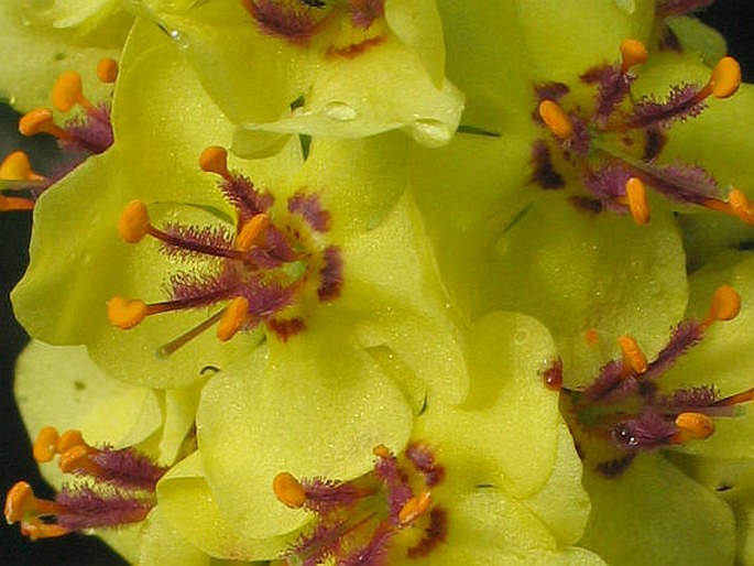 VERBASCUM NIGRUM L. – divizna černá / divozel čierny