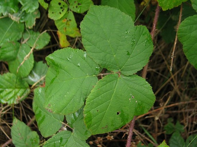 Rubus dollnensis