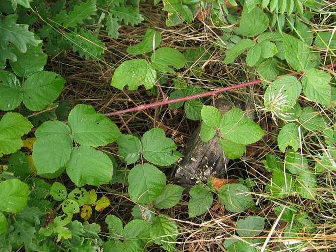 Rubus dollnensis