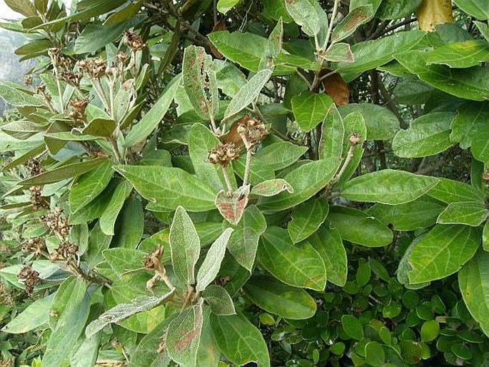 Dombeya ferruginea subsp. borbonica