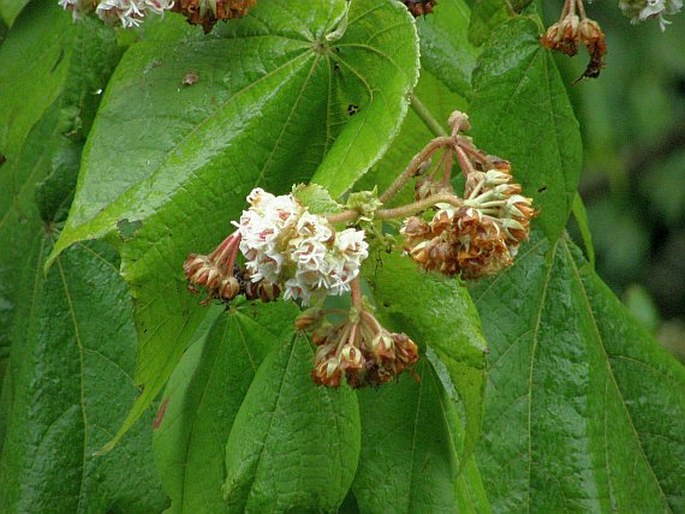 Dombeya ciliata