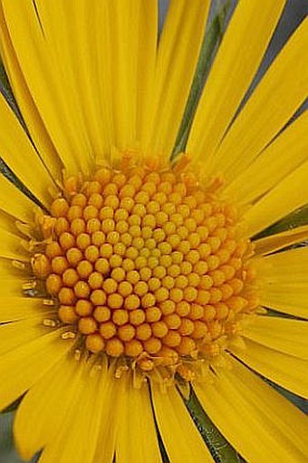 Doronicum clusii