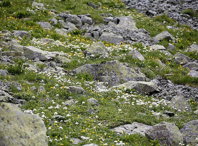 Doronicum clusii