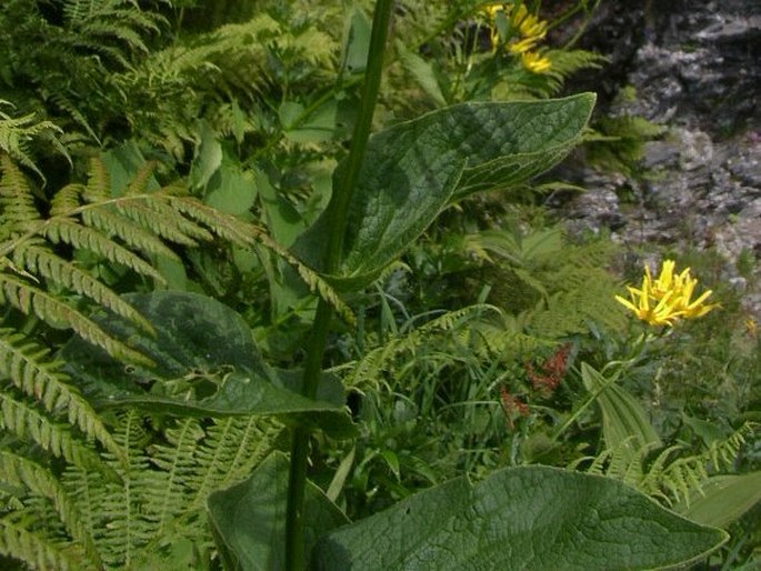 Doronicum austriacum