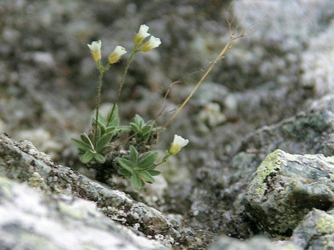 Draba dubia