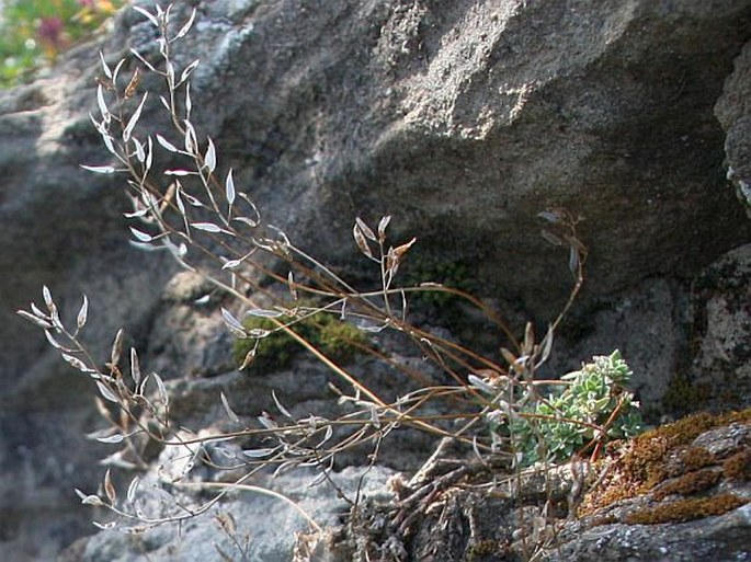 Draba dubia