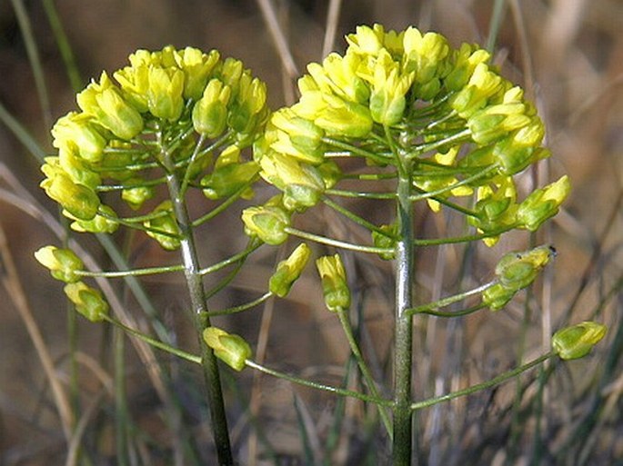 Draba lasiocarpa subsp. klasterskyi