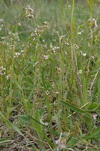 Draba muralis