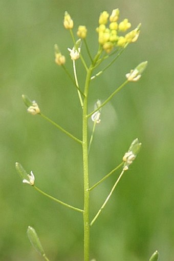 Draba nemorosa