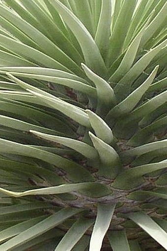 Dracaena tamaranae