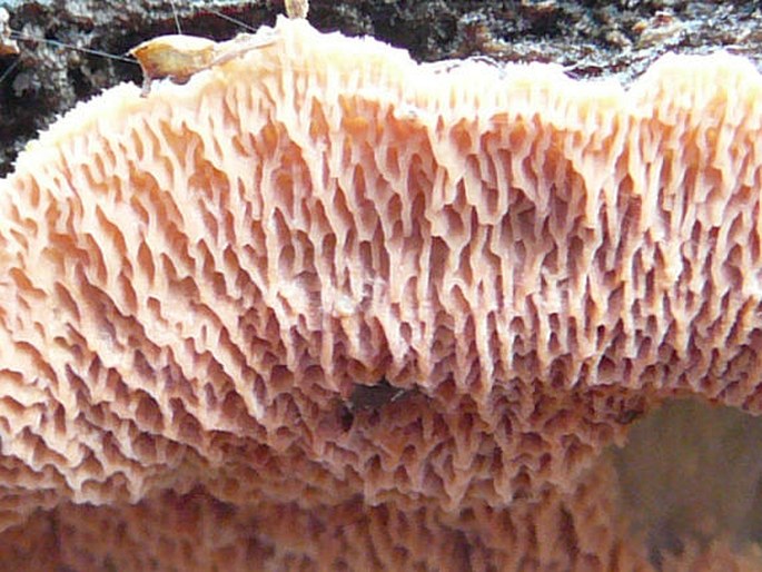 Merulius tremellosus