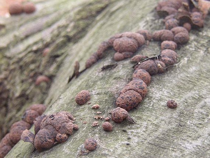 HYPOXYLON FRAGIFORME (Pers.) J. Kickx f. - dřevomor červený / drevovček bukový