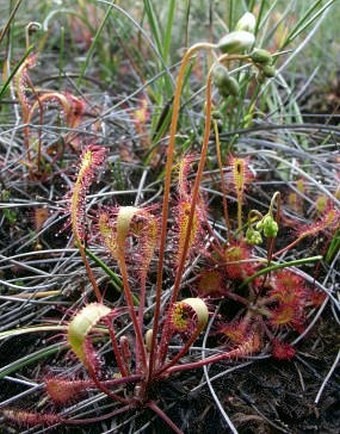 Drosera anglica