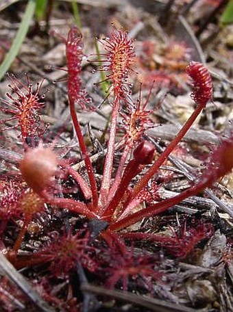 Drosera intermedia