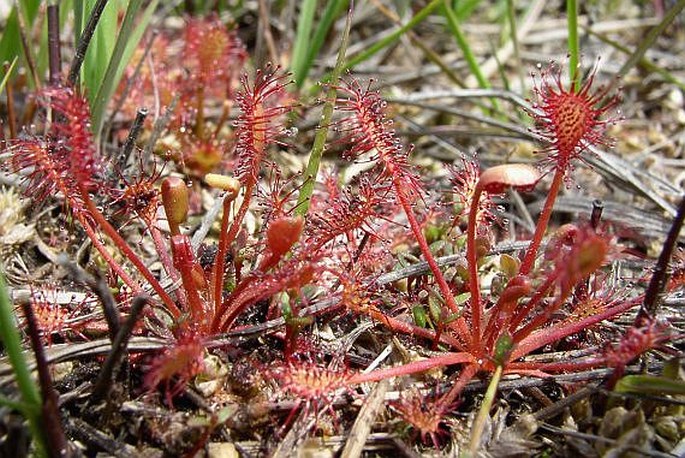 Drosera intermedia