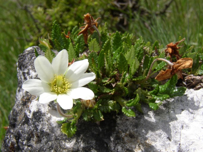 Dryas octopetala