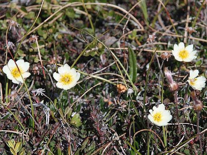 Dryas integrifolia