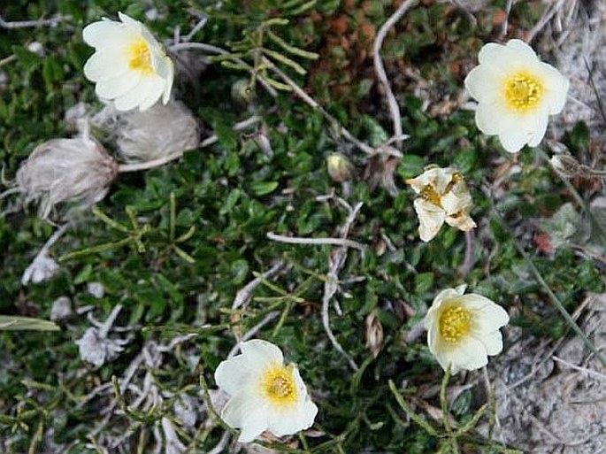 Dryas integrifolia