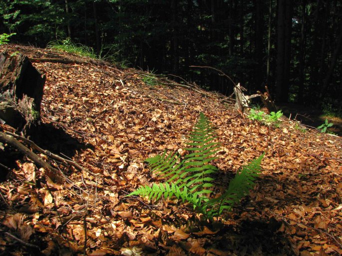 Dryopteris filix-mas