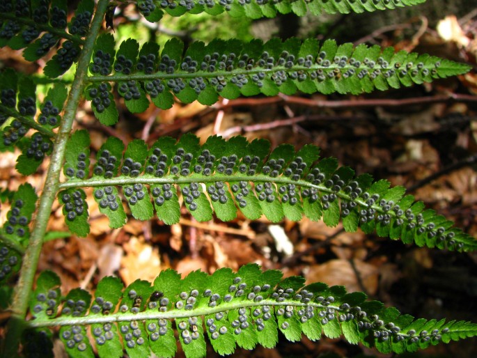 Dryopteris filix-mas