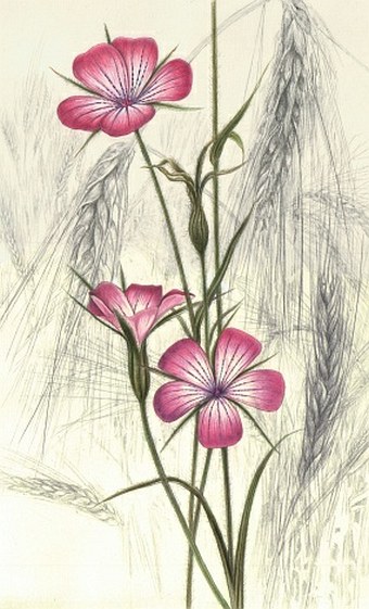 Soutěž Nejlepší botanická ilustrace roku 2012 - Pavla Dvorská