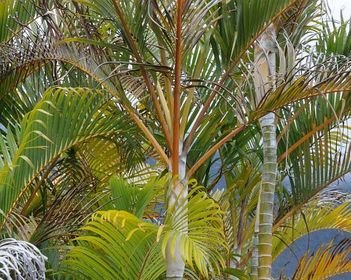 ARECACEAE Bercht. et J. Presl – arekovité