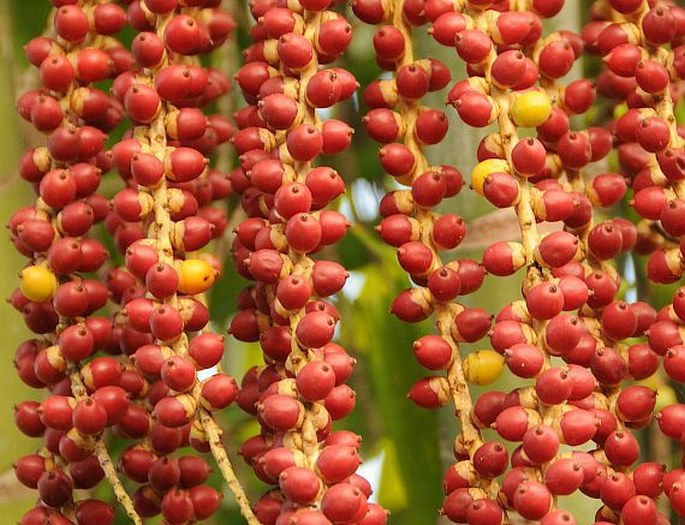 Dypsis lutescens