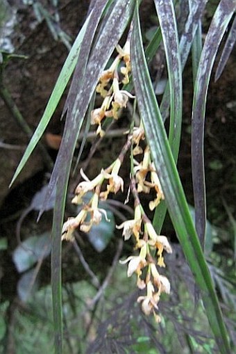 Earina mucronata