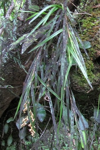 Earina mucronata