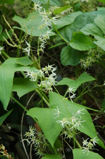 Echinocystis lobata