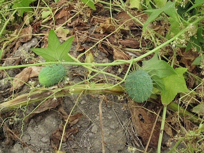 Echinocystis lobata