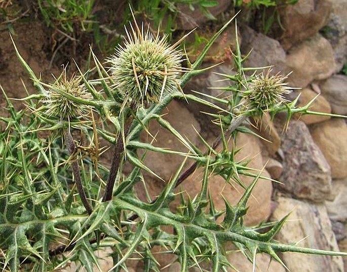 Echinops spinosissimus