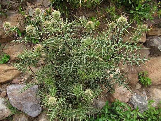 Echinops spinosissimus