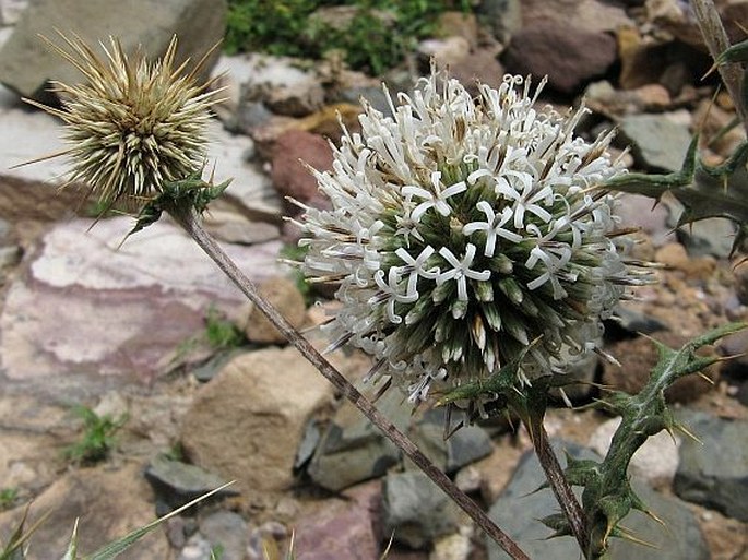 Echinops spinosissimus